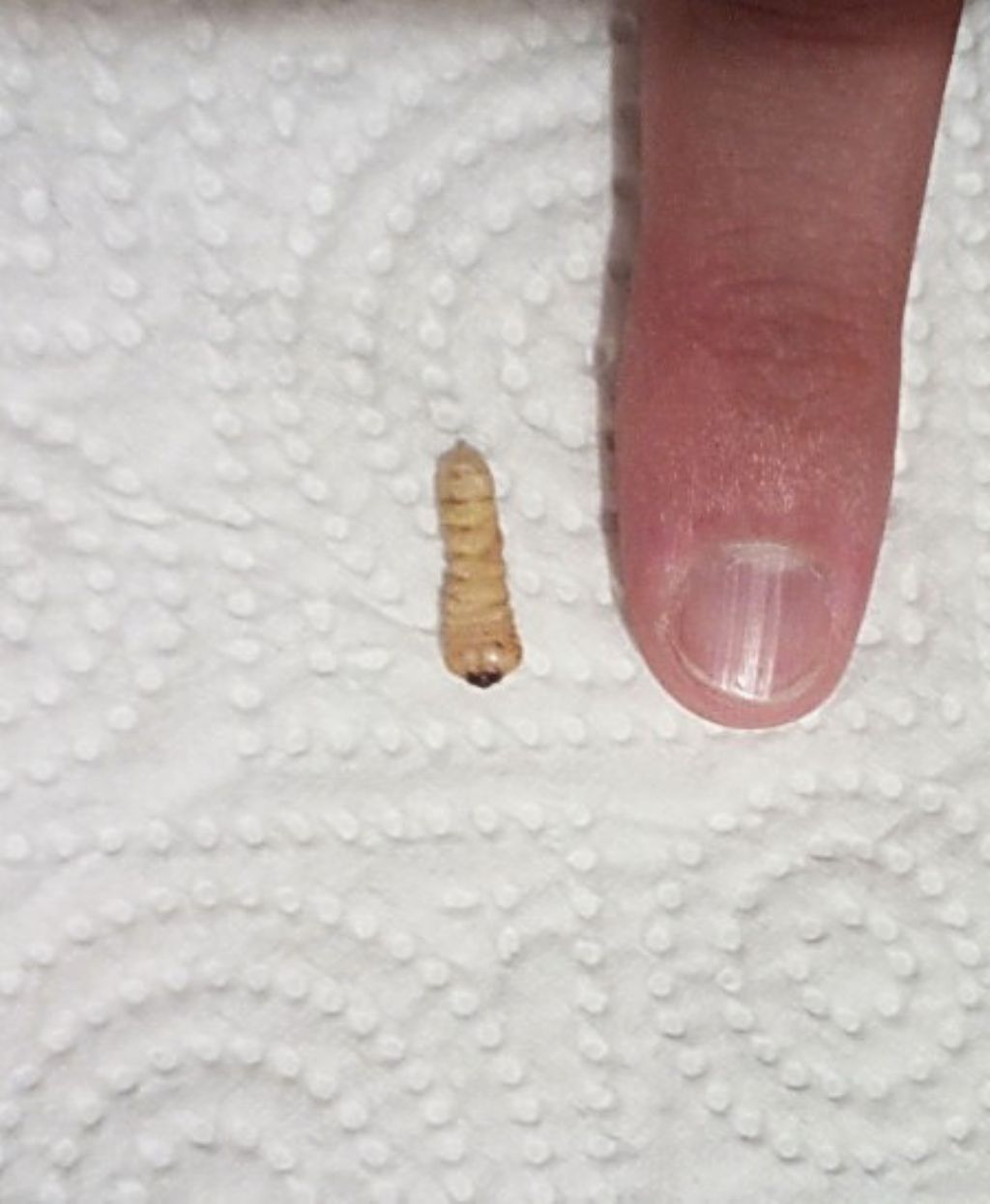 ID larva su palma